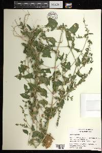 Atriplex prostrata image