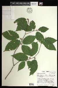 Betula alleghaniensis image