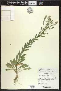 Lepidium campestre image