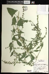 Atriplex prostrata image