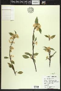 Prunus pensylvanica image