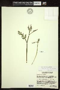 Botrychium matricariifolium image