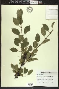 Rhamnus cathartica image