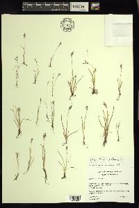 Cyperus squarrosus image