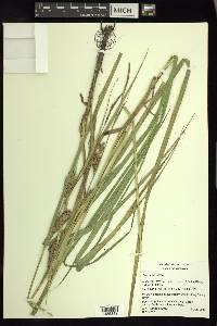 Carex trichocarpa image