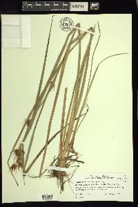 Rhynchospora macrostachya image