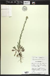 Lepidium campestre image