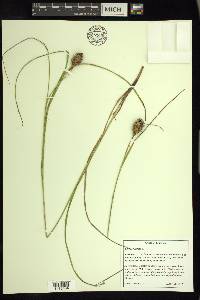 Carex squarrosa image