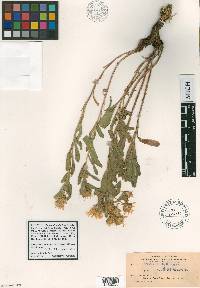 Heterotheca fulcrata var. fulcrata image