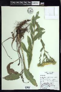 Solidago rigida image