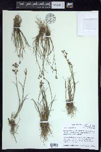 Juncus articulatus image