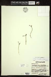 Botrychium matricariifolium image