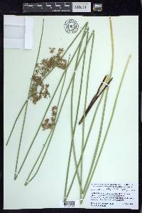 Juncus effusus var. solutus image