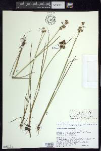 Juncus articulatus image