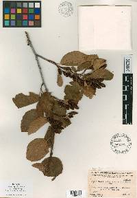 Alnus crispa var. elongata image