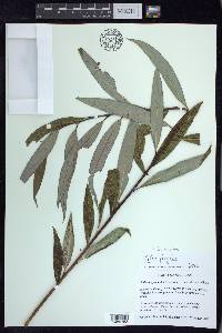 Salix euxina image