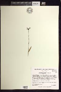 Platanthera clavellata image