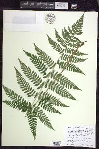 Dryopteris × triploidea image