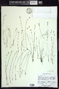 Scleria verticillata image