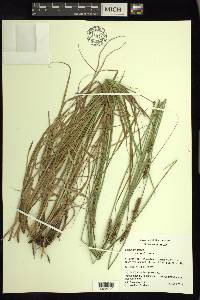 Carex annectens var. xanthocarpa image