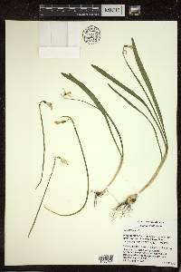 Galanthus nivalis image
