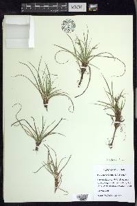 Carex tonsa image