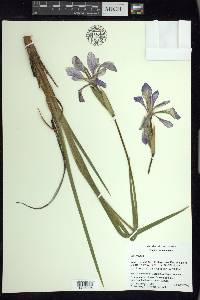 Iris virginica image