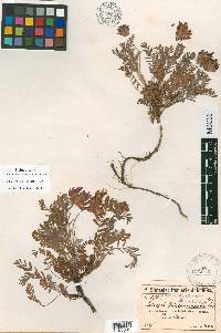 Astragalus amoenus image