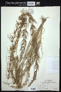 Eragrostis japonica image