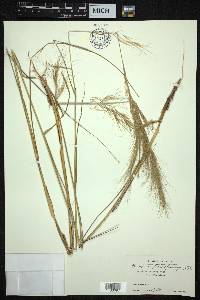 Aristida setacea image