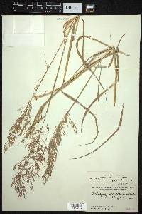 Capillipedium parviflorum image