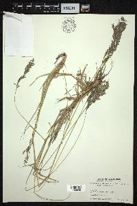 Eragrostis atrovirens image