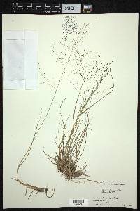 Eragrostis nigra image