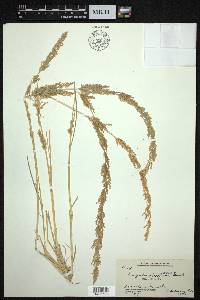 Eragrostis japonica image