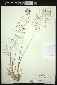 Eragrostis pilosa image