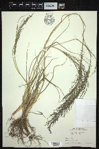 Eragrostis nigra image