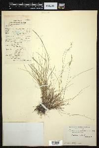 Festuca ovina image