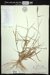 Eragrostis coarctata image