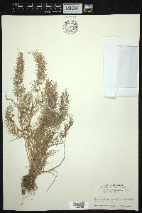 Eragrostis viscosa image