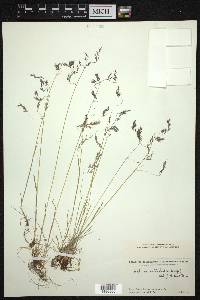 Festuca nitidula image