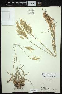 Bromus tomentellus image