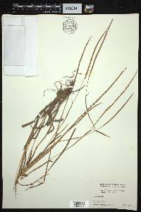 Hemarthria protensa image