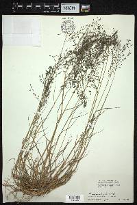 Eragrostis nigra image