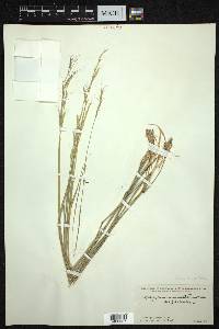 Roegneria semicostata image
