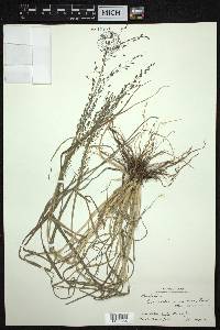 Eragrostis nigra image