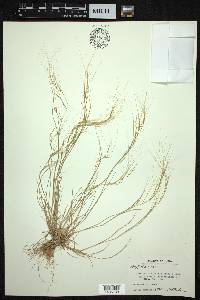 Aristida funiculata image