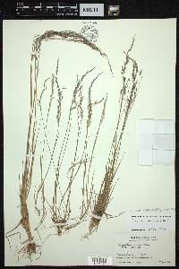 Calamagrostis abnormis image