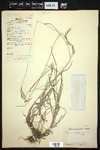 Bromus ramosus image