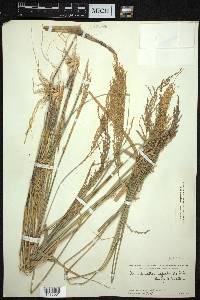 Arundinella nepalensis image