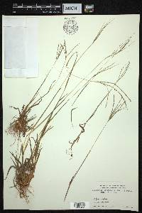 Digitaria longiflora image